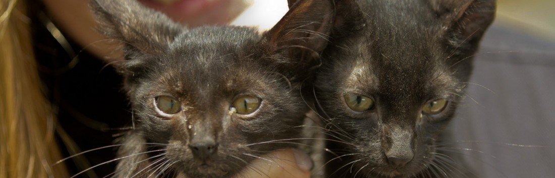 Filhotes de gato resgatados em tubulação em Canoas estão disponíveis para adoção