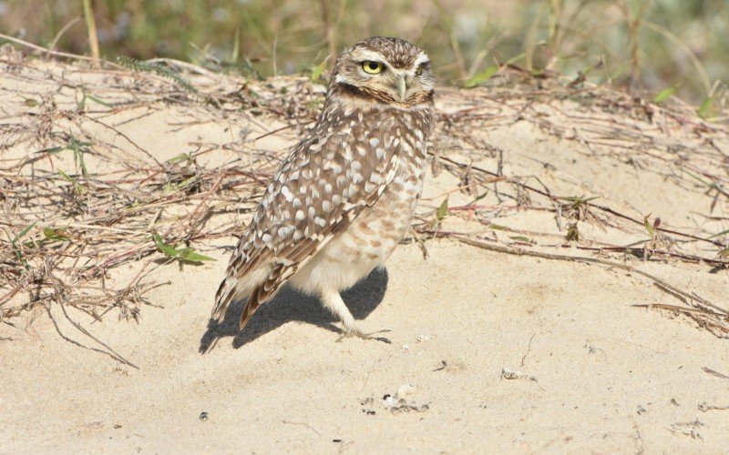 Corujas-buraqueiras ocupam beira-mar de Imbé