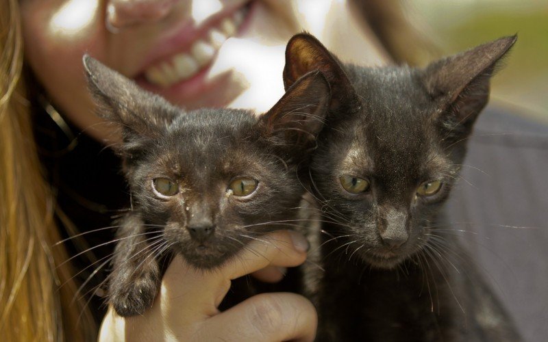 Dupla de irmãos felinos aguarda por adoção responsável