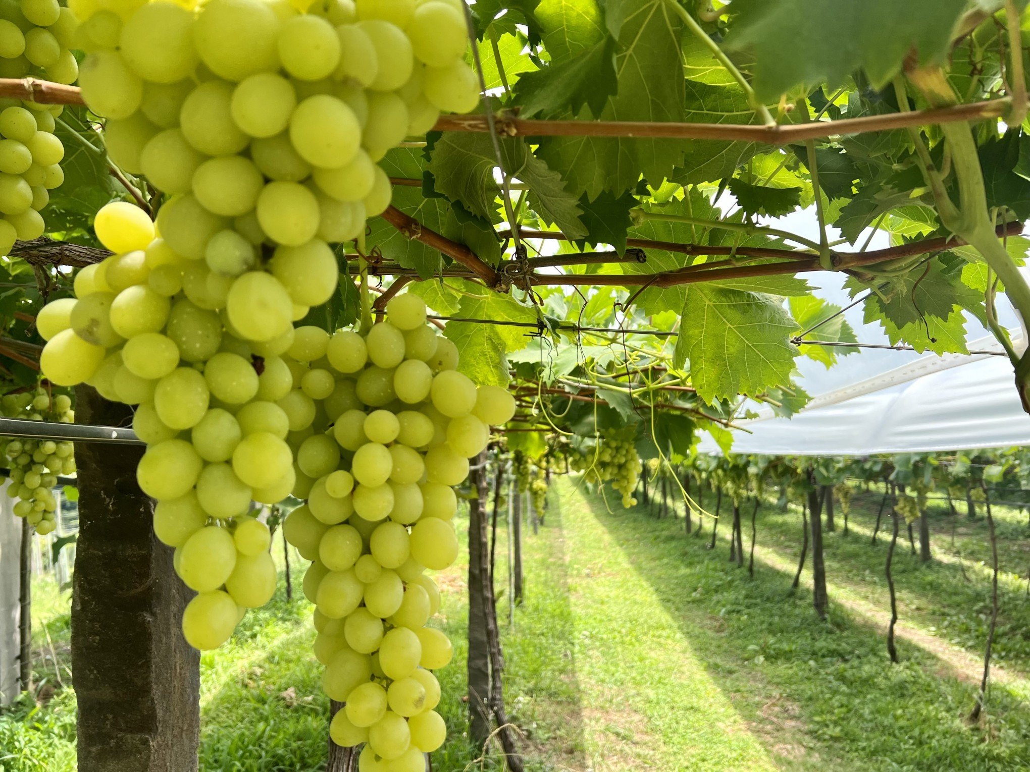 Workshop gratuito de vitivinicultura será oferecido em Gramado para incentivar produção
