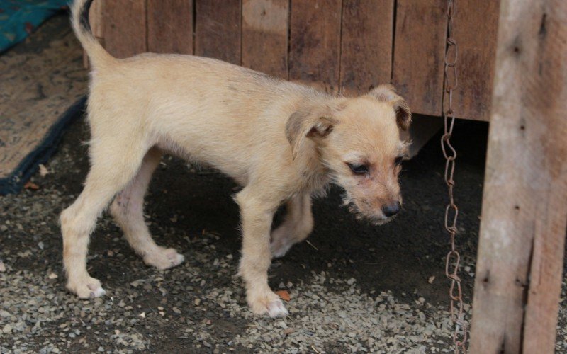 Protetora de animais - Guajuviras