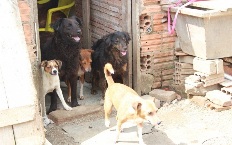 Protetora de animais - Guajuviras