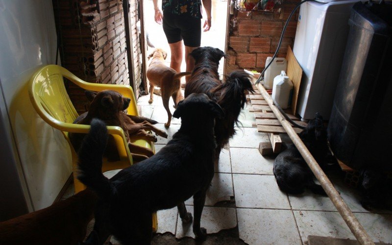 Protetora de animais - Guajuviras