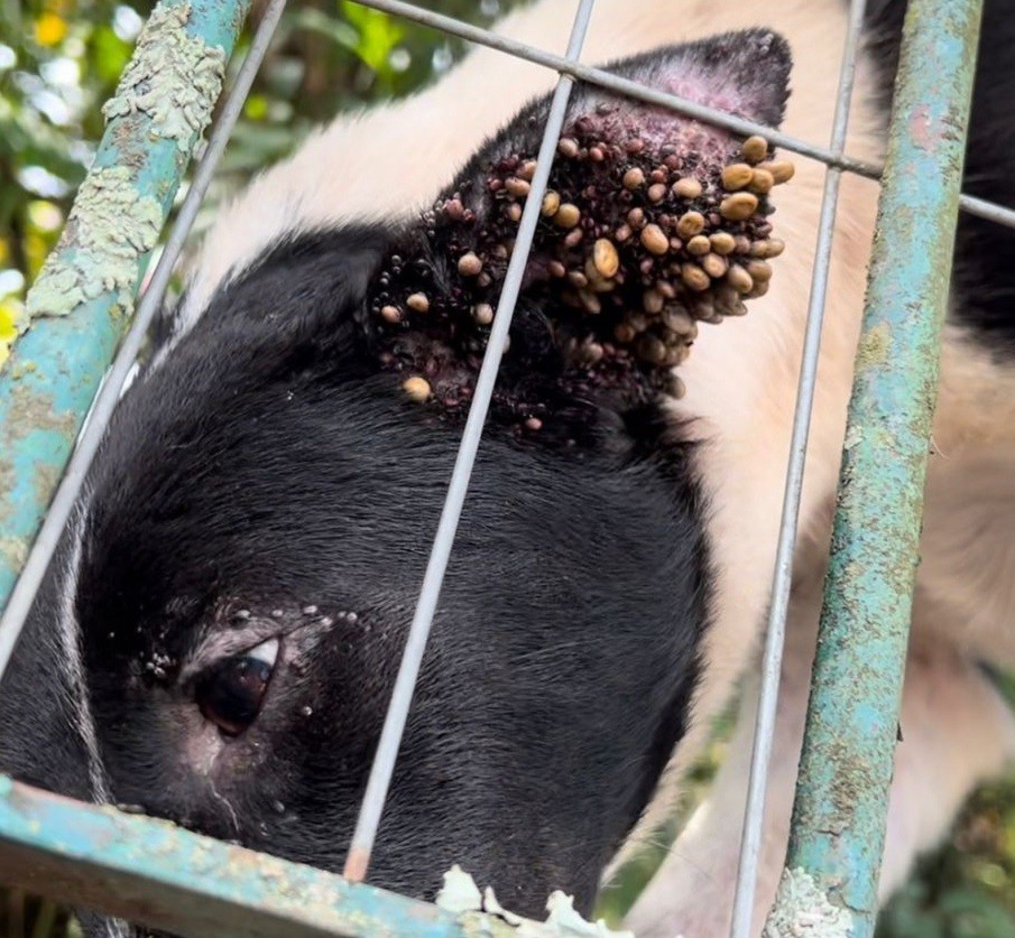 Três cachorras vítimas de maus-tratos são resgatadas e dono dos animais é preso em São Leopoldo