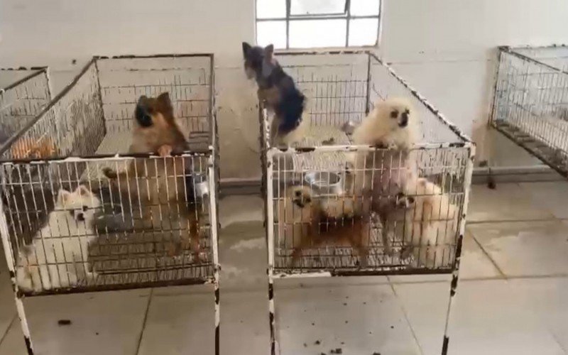 Proprietários e veterinário de canis e gatis são presos por maus-tratos em Dois Irmãos | abc+