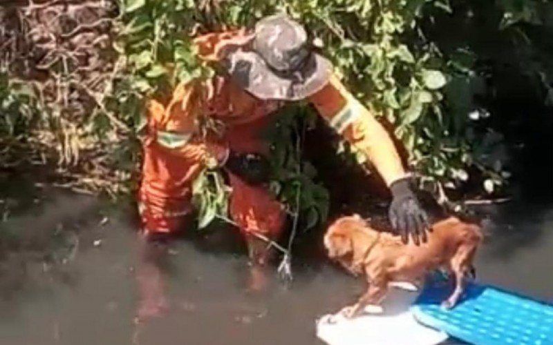 David resgatou a cachorrinha no Arroio do Pampa, no bairro Canudos, em Novo Hamburgo