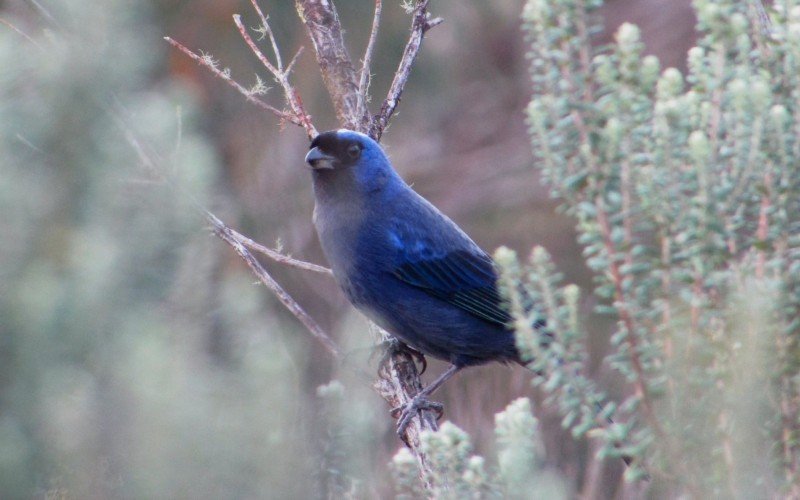 Urbia promove birdwatching nos Parques Nacionais de Aparados da Serra e da Serra Geral