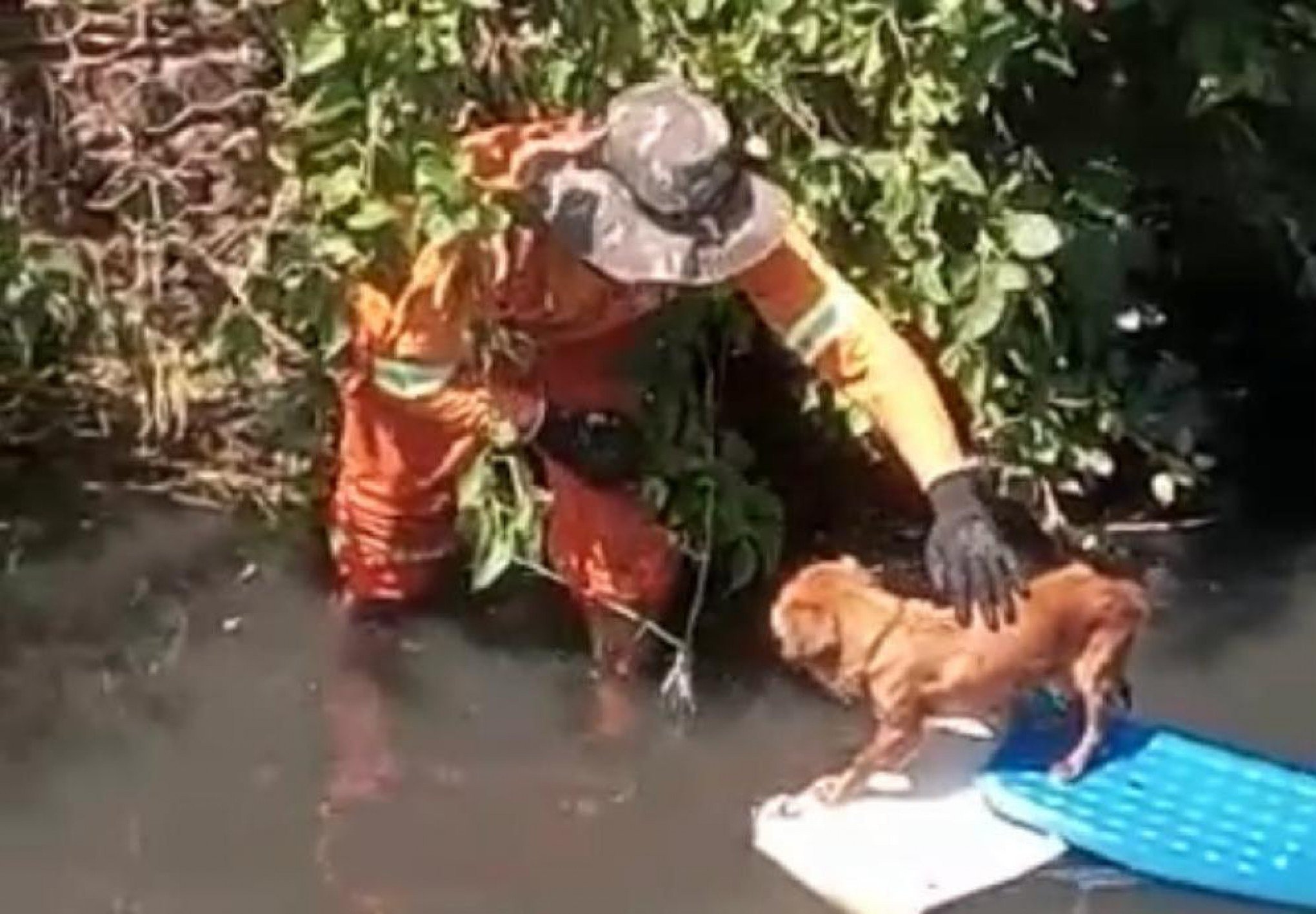 Garis resgatam cachorrinha presa em casinha dentro de arroio de Novo Hamburgo