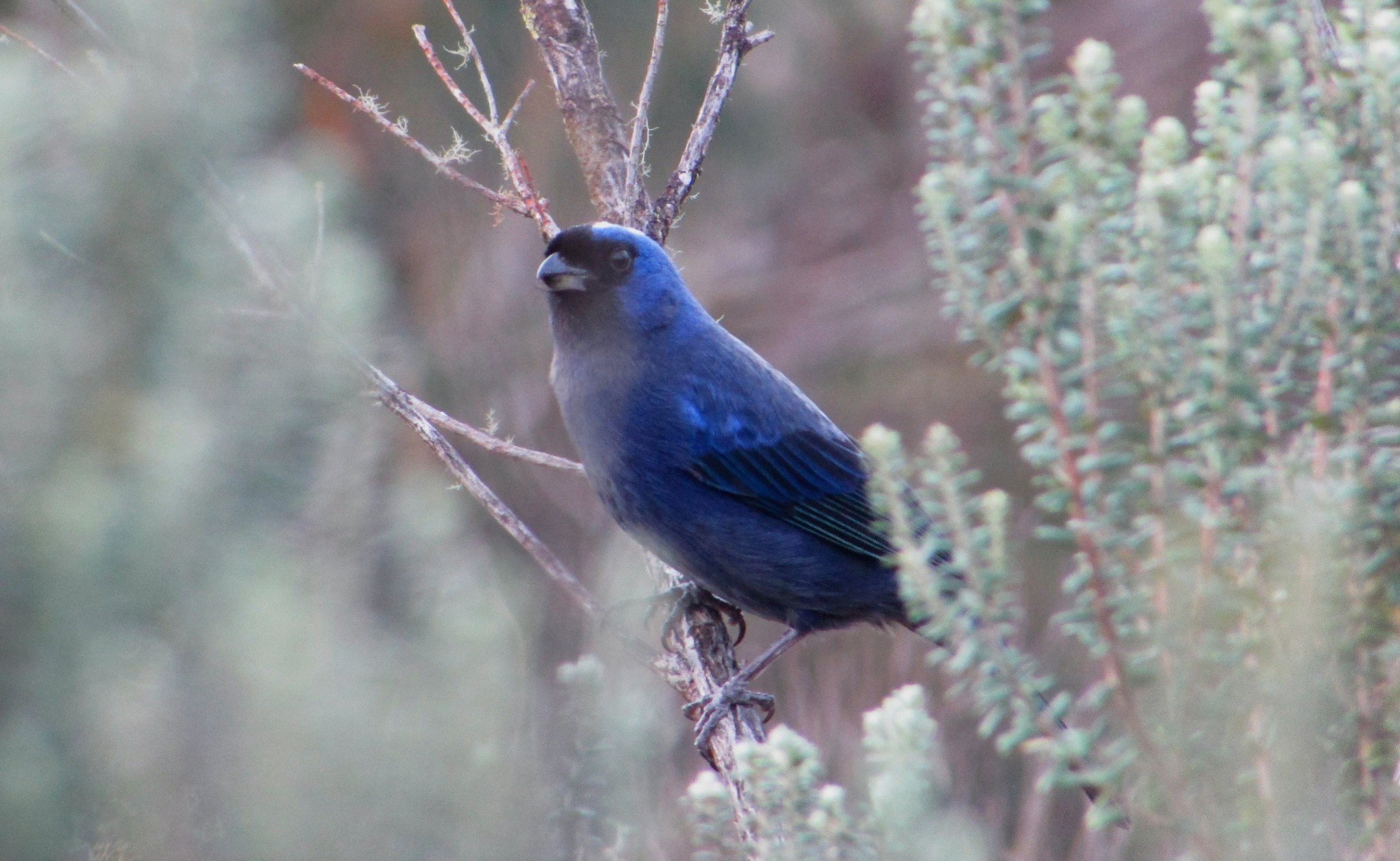 Parques Nacionais de Aparados da Serra e da Serra Geral terão observação de aves