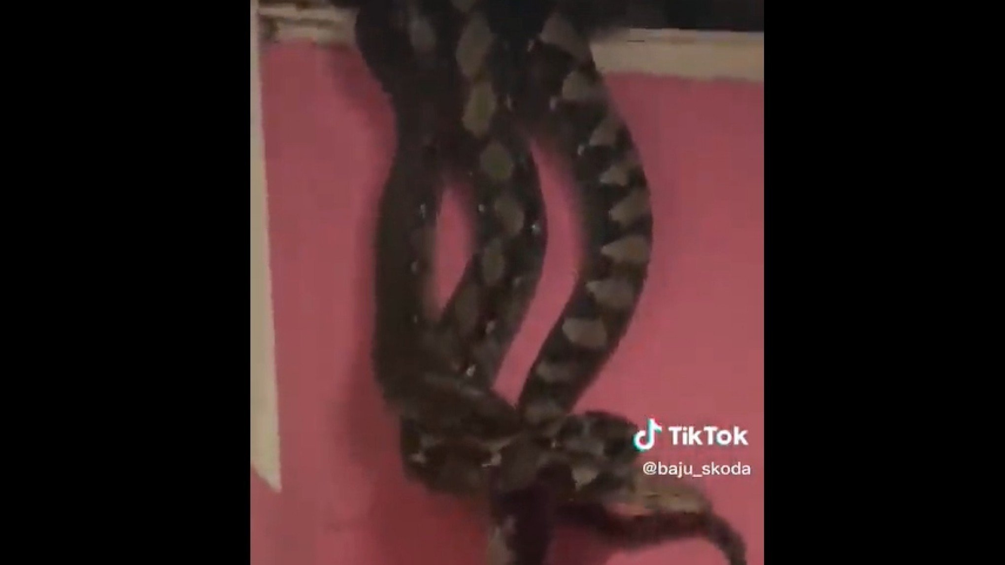 Moradores descobrem duas cobras gigantescas após forro de casa despencar na Malásia