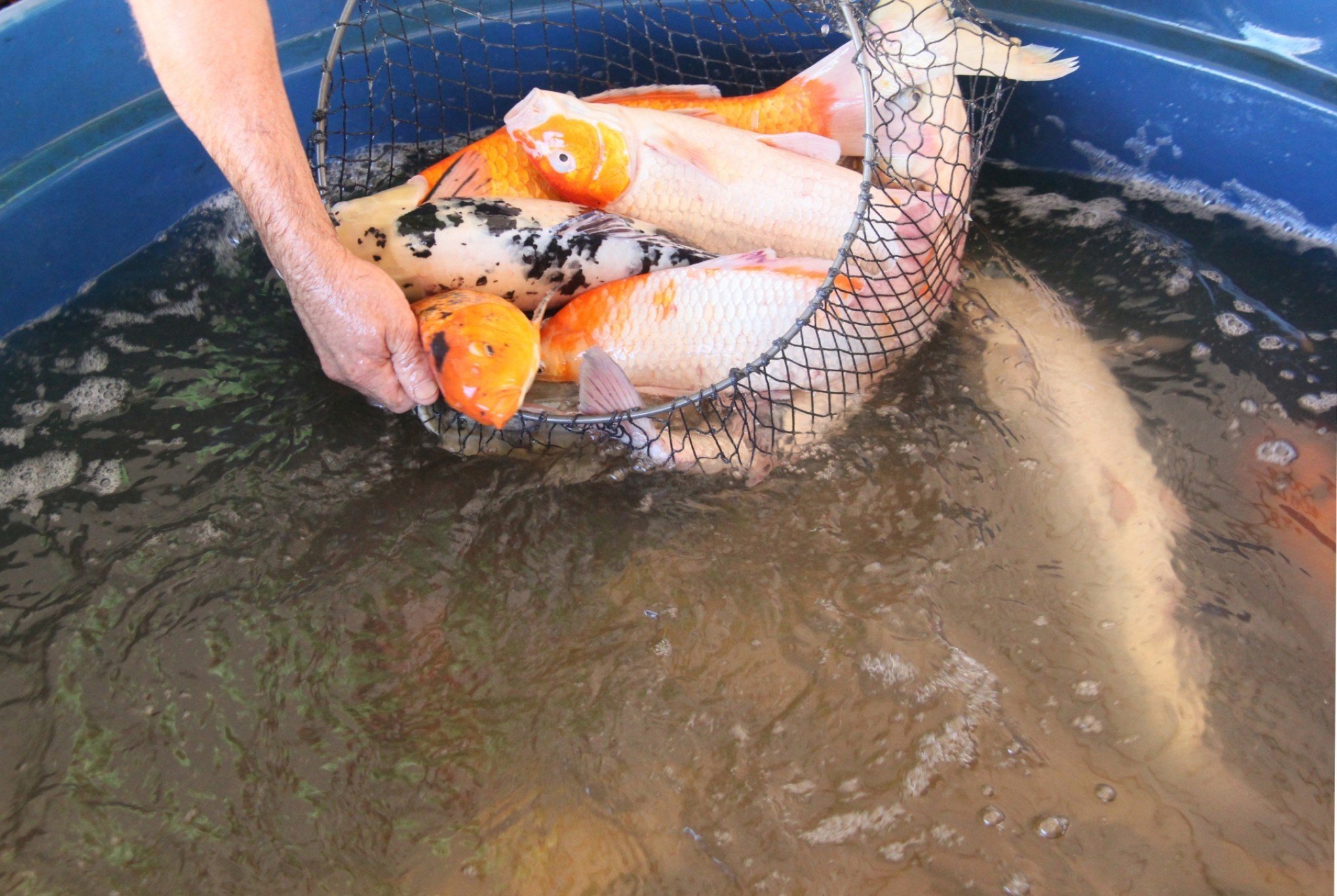 Campeonato de Pesca começa sábado em Capela de Santana