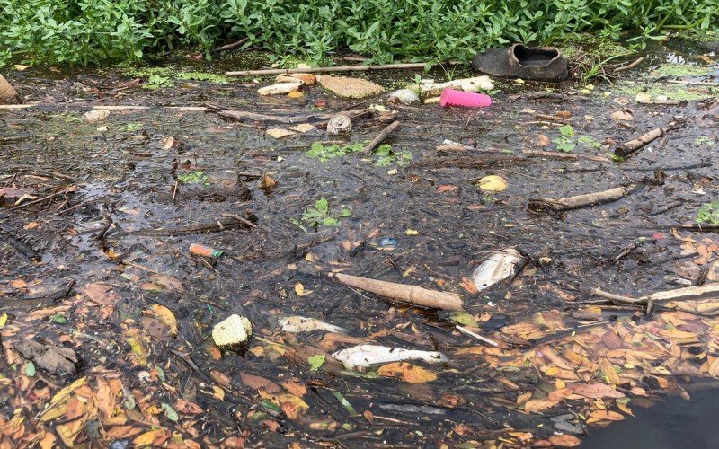 Peixes aparecem mortos no Rio dos Sinos, em Campo Bom