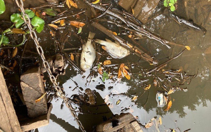 Após mortandade de peixes, Secretaria do Meio Ambiente de Campo Bom segue monitorando Rio dos Sinos
