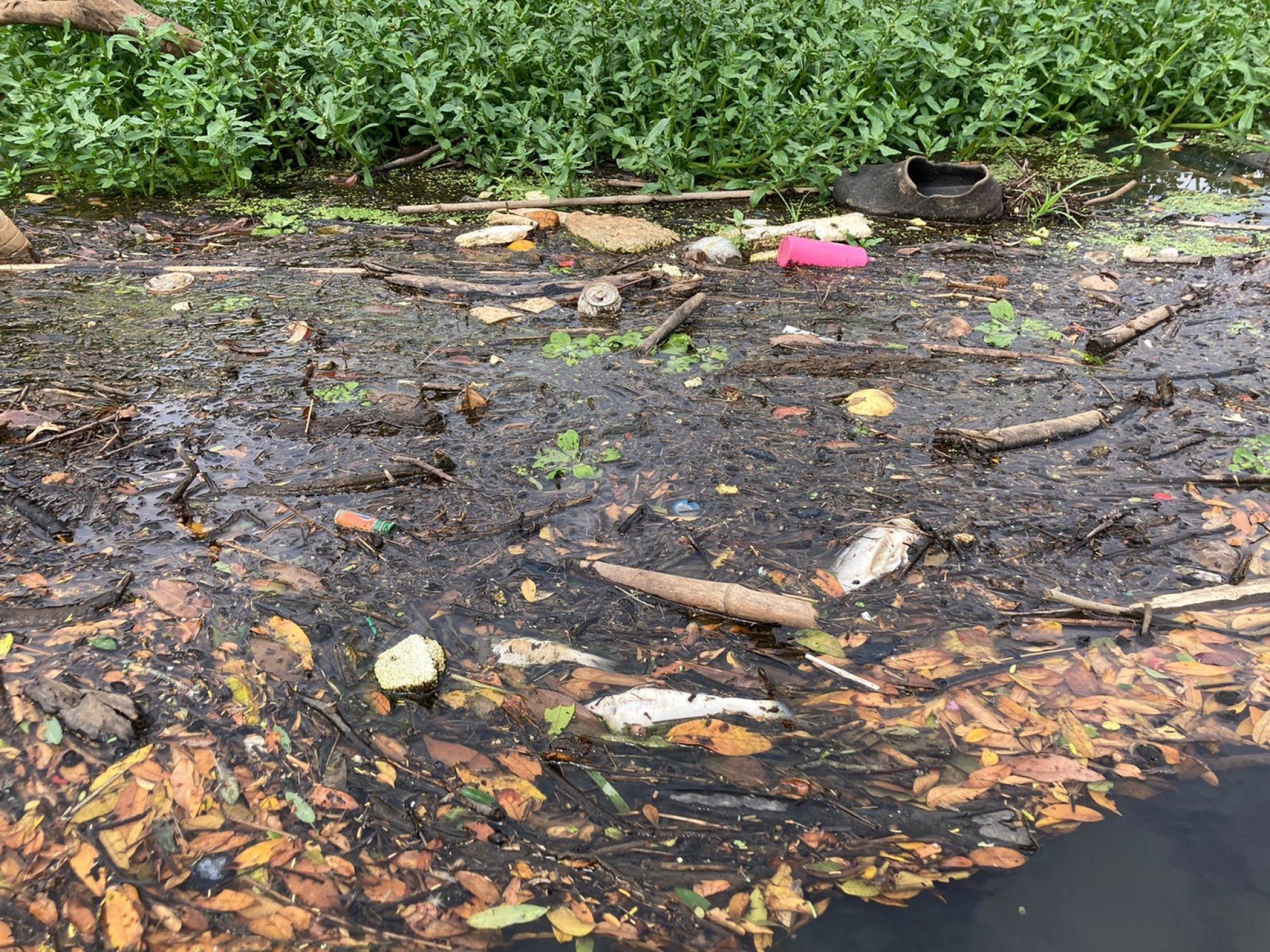 Peixes aparecem mortos no Rio dos Sinos | abc+