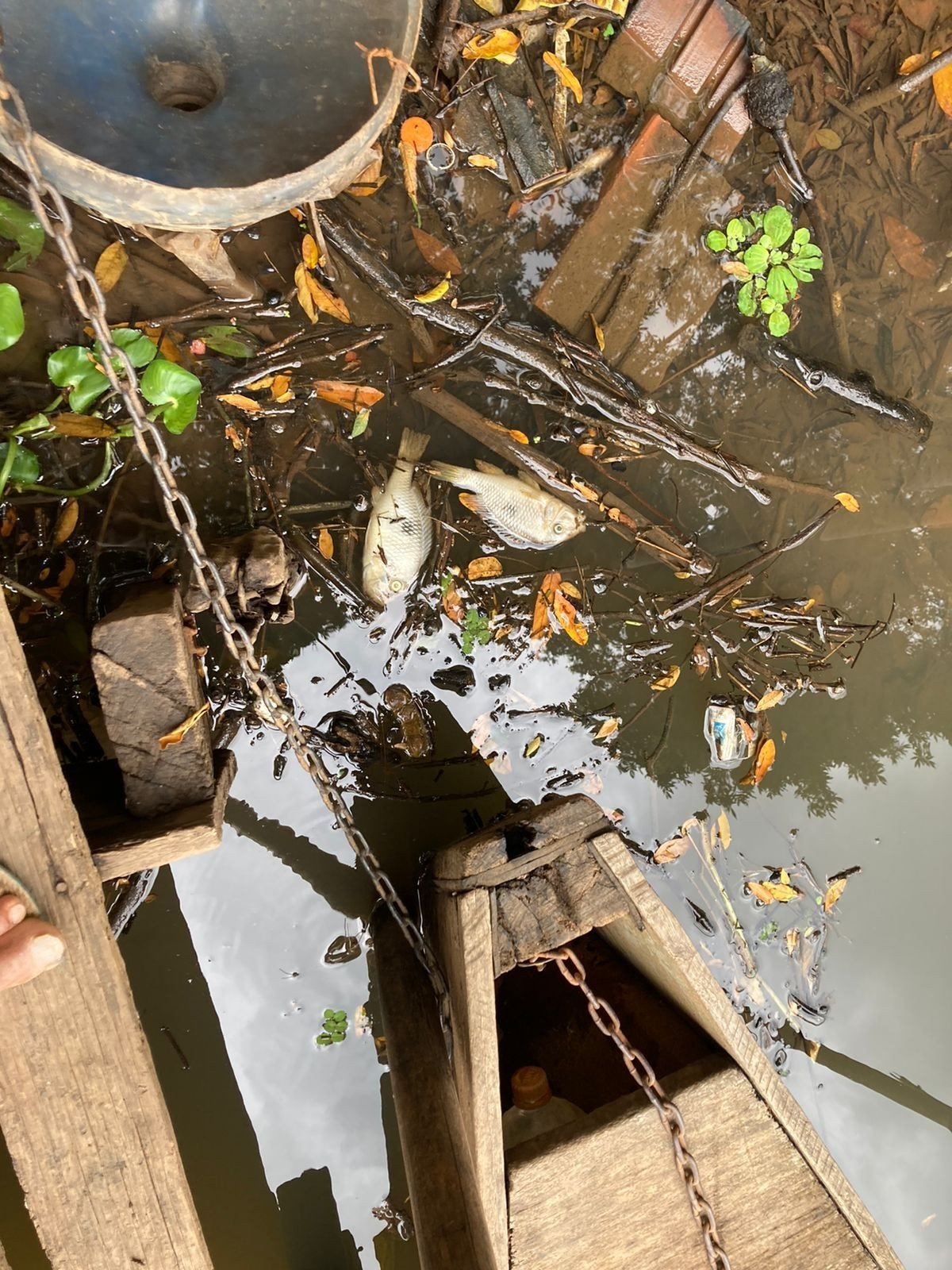 Peixes aparecem mortos no Rio dos Sinos  | abc+