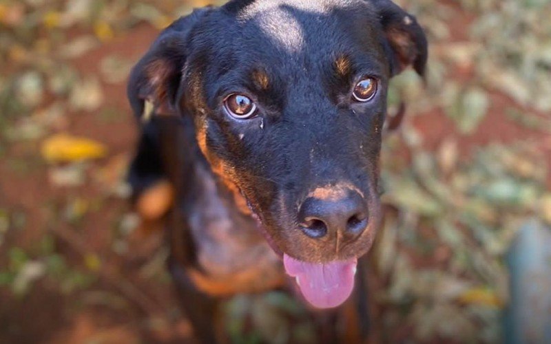 Sempa segue com cadastramento para castração de animais     