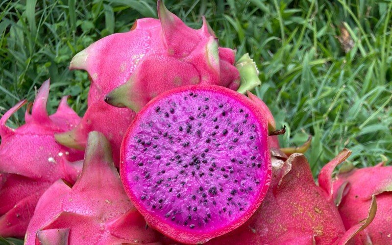 Cultivo de pitaya desperta interesse de produtores da região