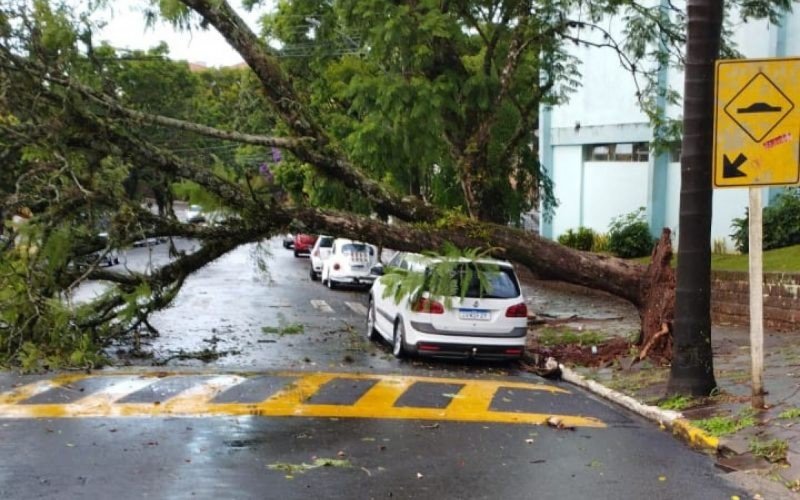 Árvore caiu em cima de um carro na Avenida Porto Alegre, em Dois irmãos