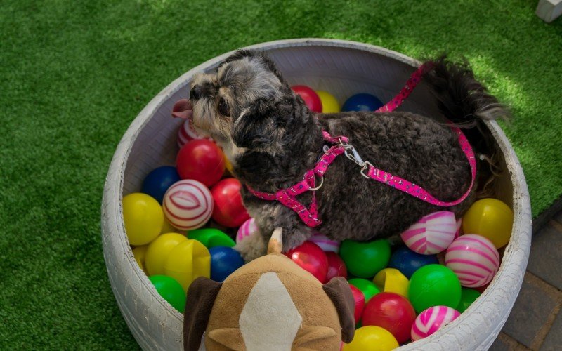Primeira edição do Pet Weekend ocorrerá na programação de verão de Nova Petrópolis
