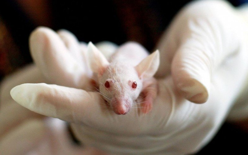 Governo brasileiro proíbe uso de animais em testes de cosméticos e perfumes