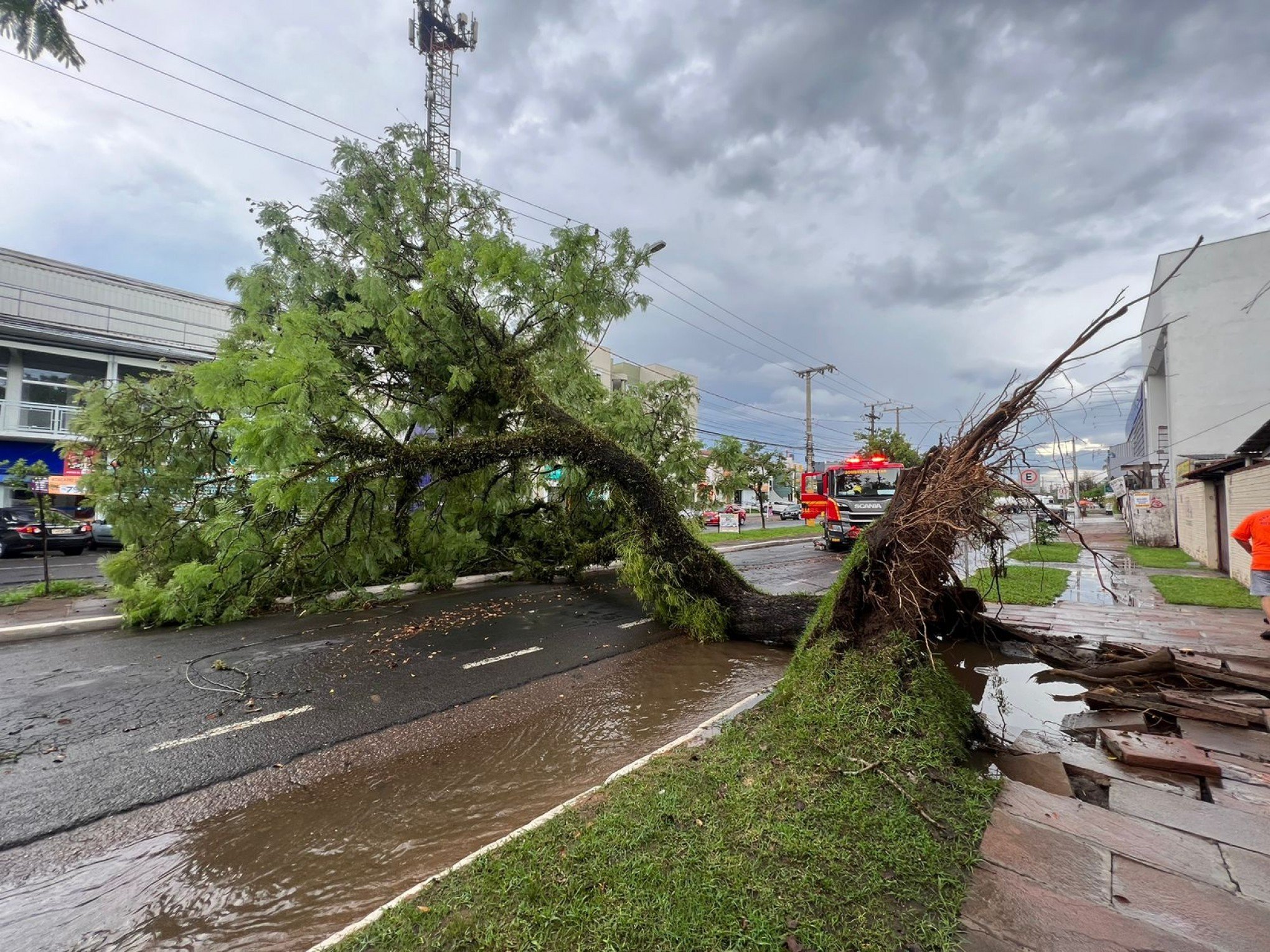 Tempestade causa queda de árvores e alagamentos em São Leopoldo