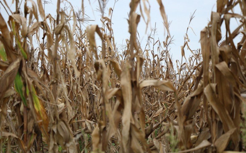 No sul do Brasil, a maior consequência do La Niña é a estiagem | abc+