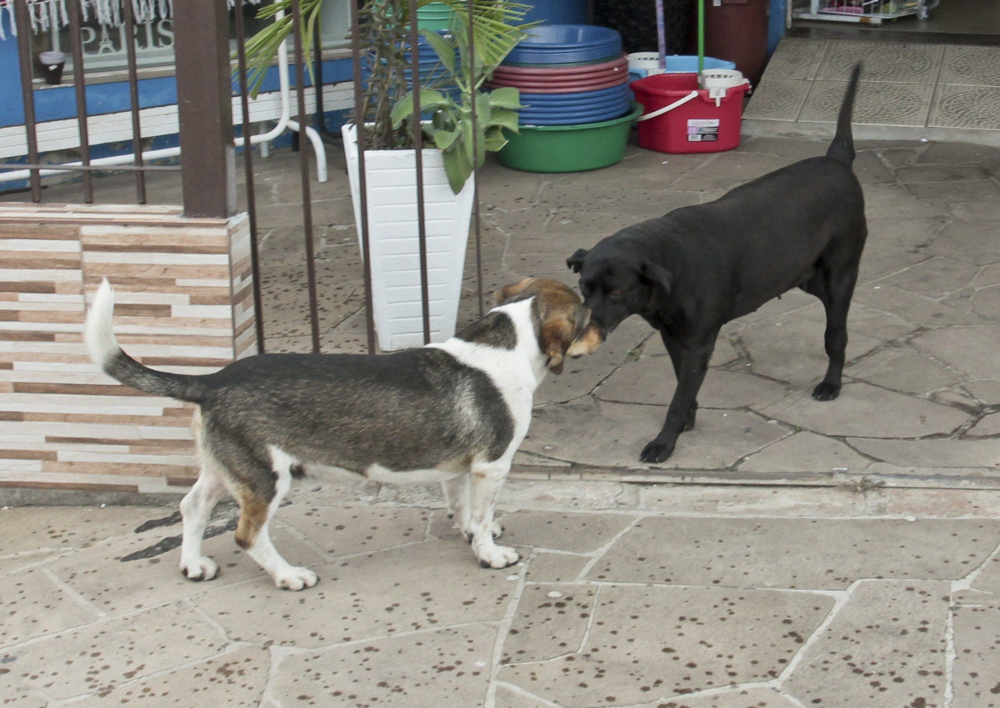 Após ataque a faca, dupla de cães busca um lar definitivo