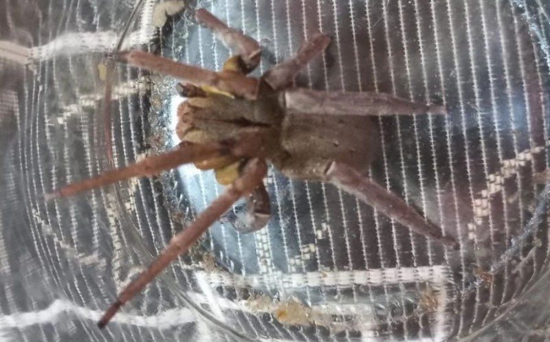 Aranha mais venenosa do mundo é capturada em casa de Santa Catarina