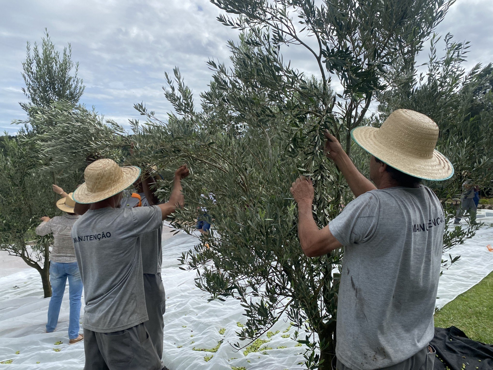 Colheita de oliveiras deve ultrapassar as 10 toneladas em Gramado
