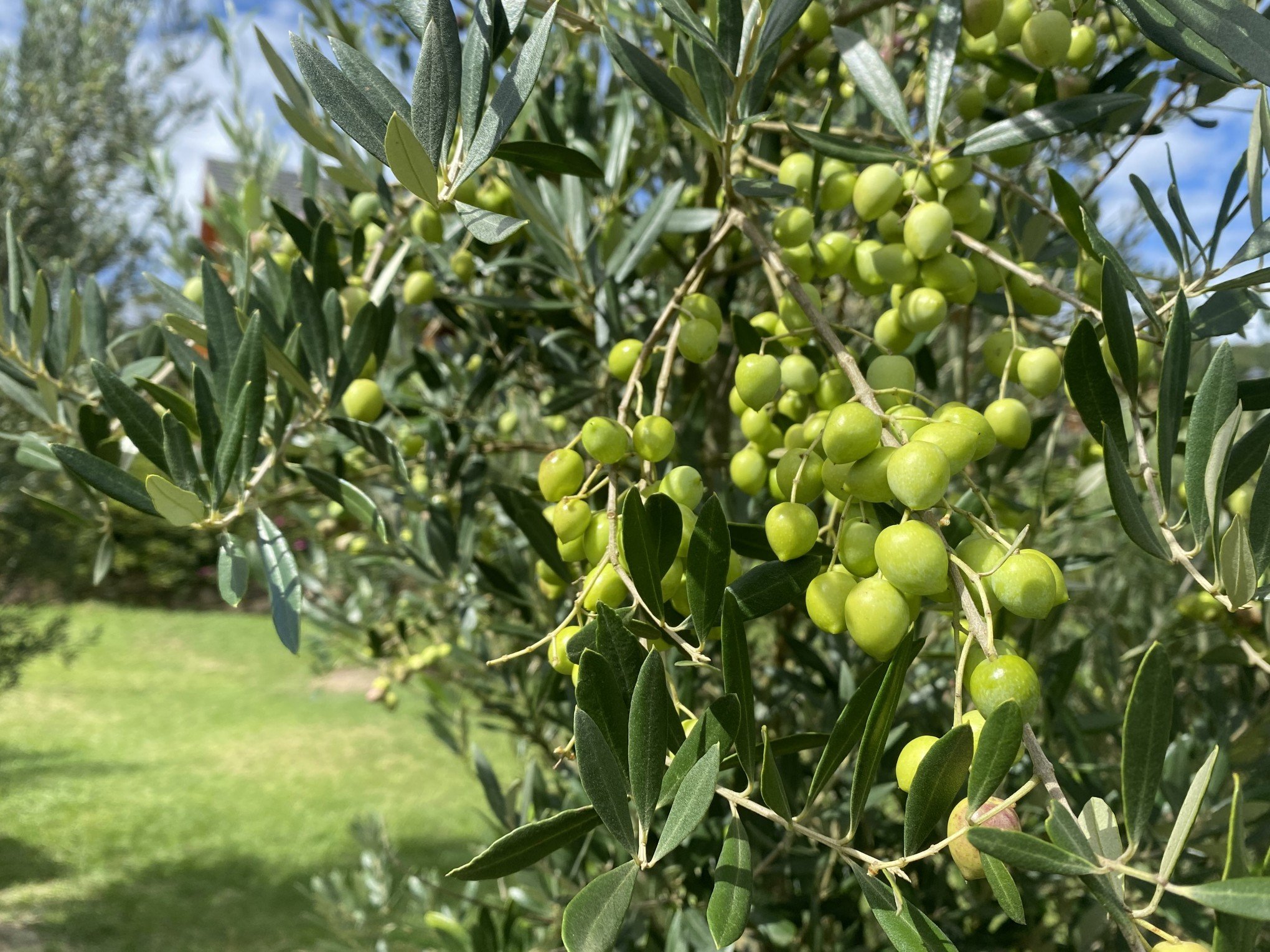 Abertura oficial da colheita da oliva ocorrerá em parque de Gramado