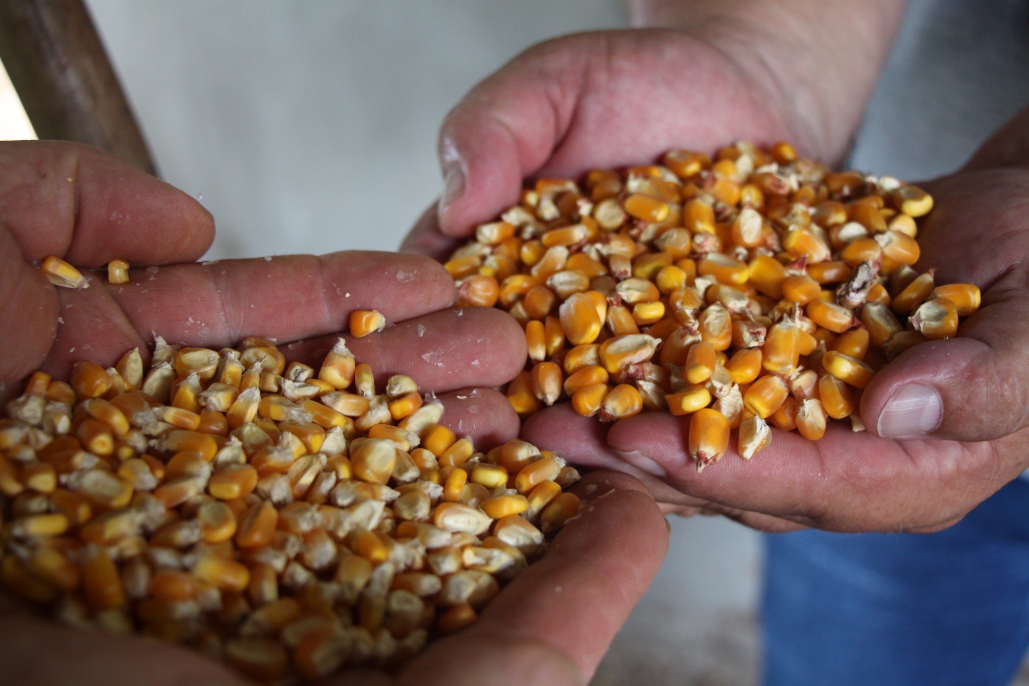 Silos ganham forma em pequenas propriedades e ajudam a aumentar ganhos