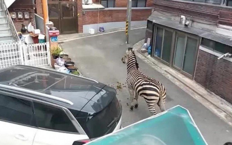 Zebra foge de zoológico e anda por três horas pela capital da Coreia do Sul