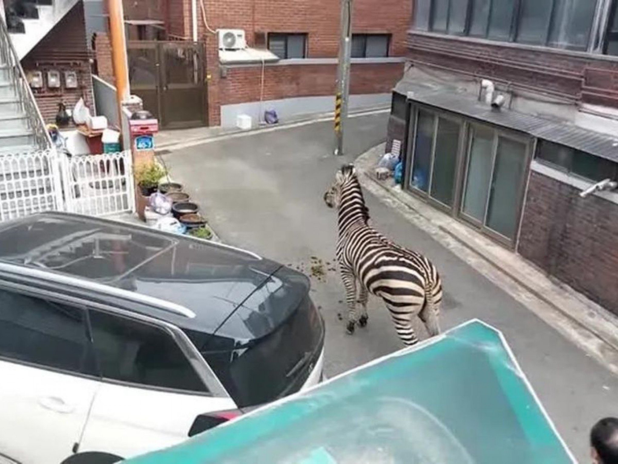 VÍDEO: Zebra foge de zoológico e vaga por três horas pela capital da Coreia do Sul