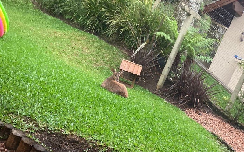 Veado-catingueiro foi encontrado no pátio de uma residência