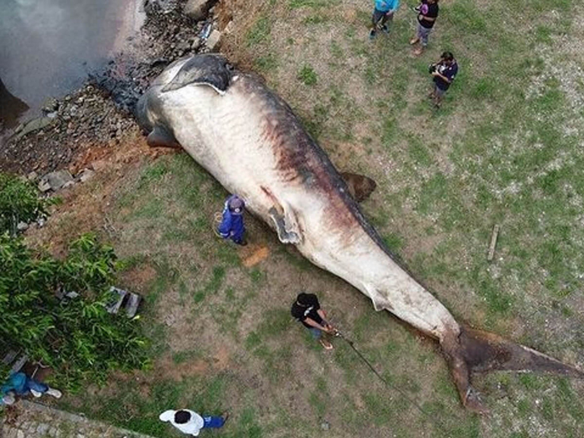 CASO RARO: Maior peixe do mundo é encontrado morto no Espírito Santo