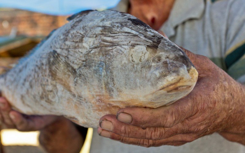 Preço do quilo do peixe aumentou cerca de 10% em Nova Santa Rita