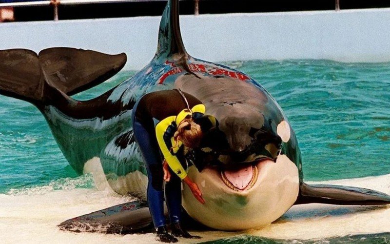 Orca Lolita será devolvida ao oceano após ficar mais de 50 anos em cativeiro