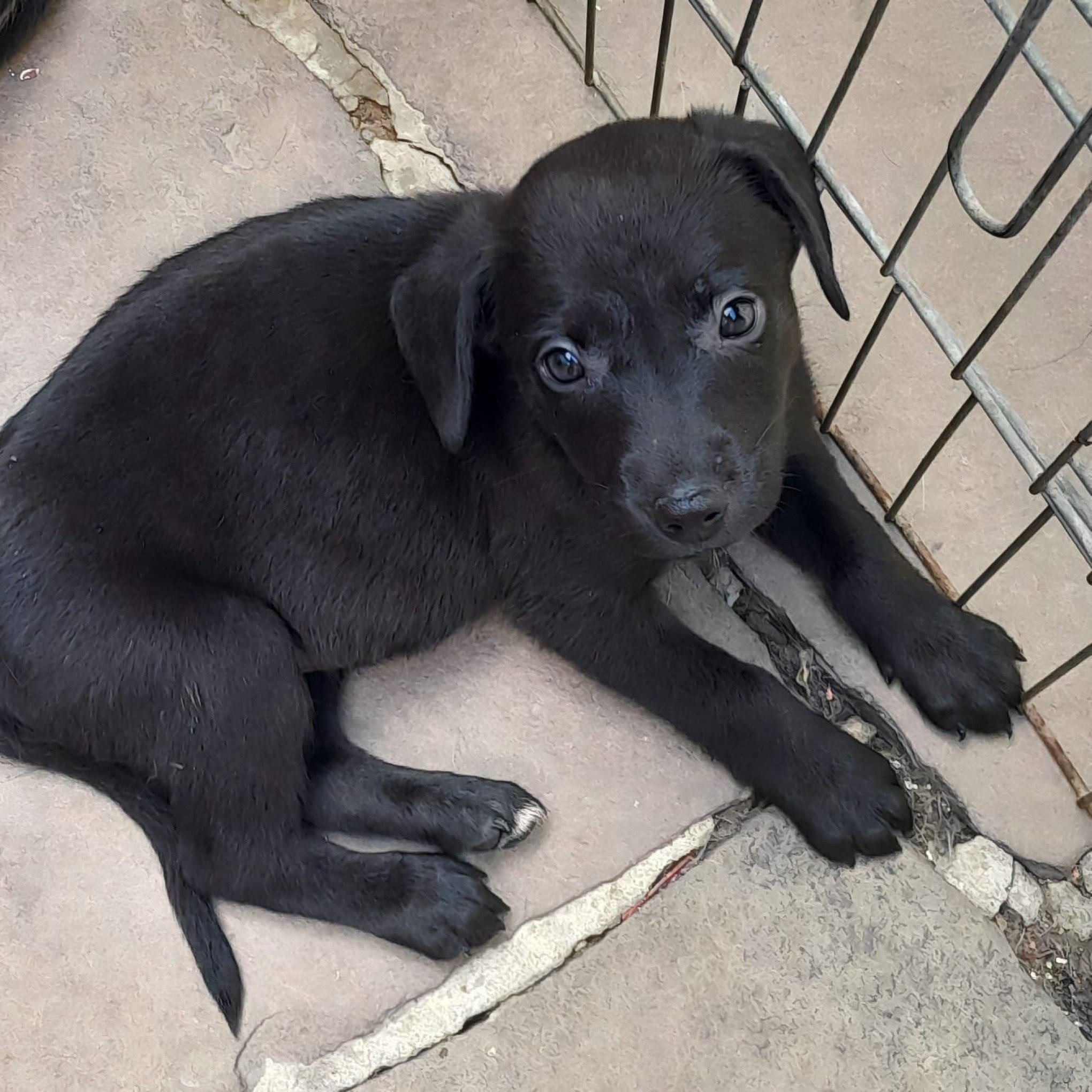 Secretaria de Proteção Animal realiza espaço de adoção de animais neste sábado