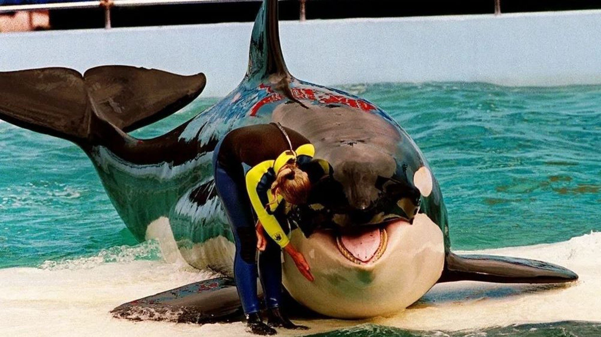 Orca Lolita será devolvida ao oceano após ficar mais de 50 anos em cativeiro