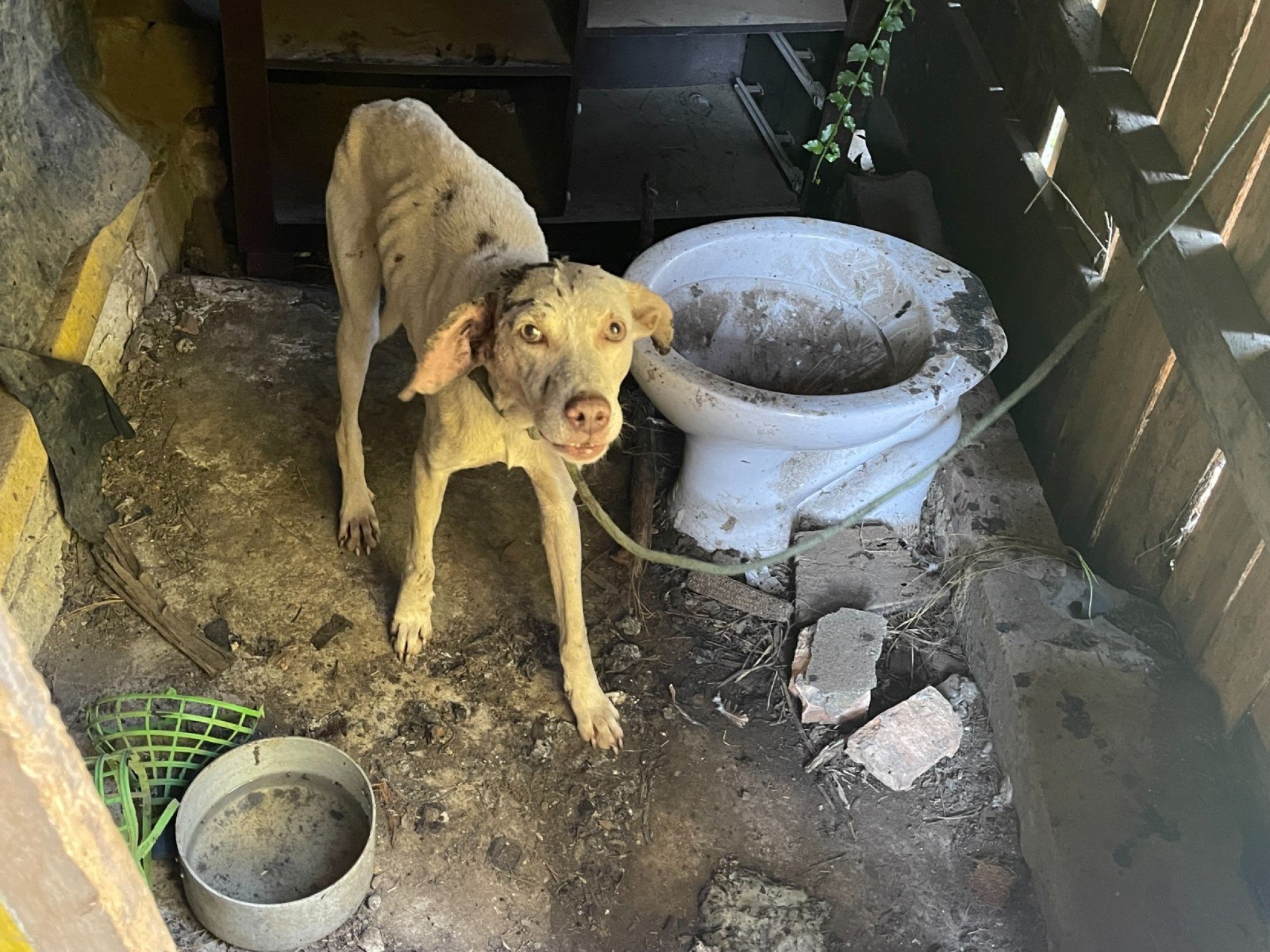 Mulher é detida em São Francisco de Paula por maus-tratos com 13 animais