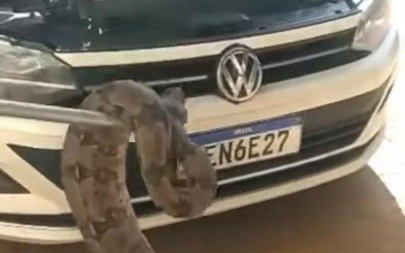 Cobra gigante é encontrada no motor de um carro no Pantanal