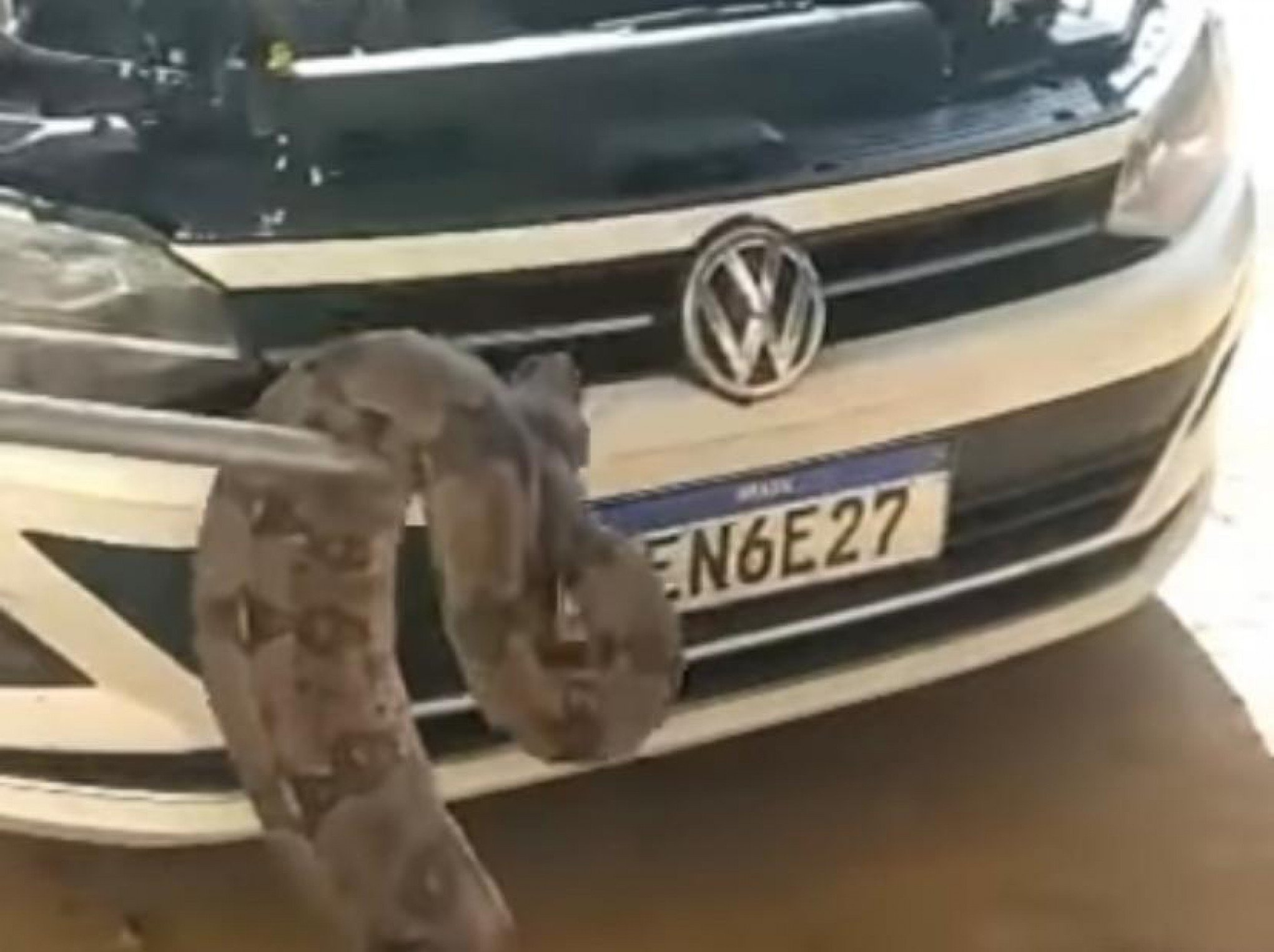 VÍDEO: Jiboia é encontrada dentro de carro e especialista alerta que "cobra pode entrar em qualquer lugar"