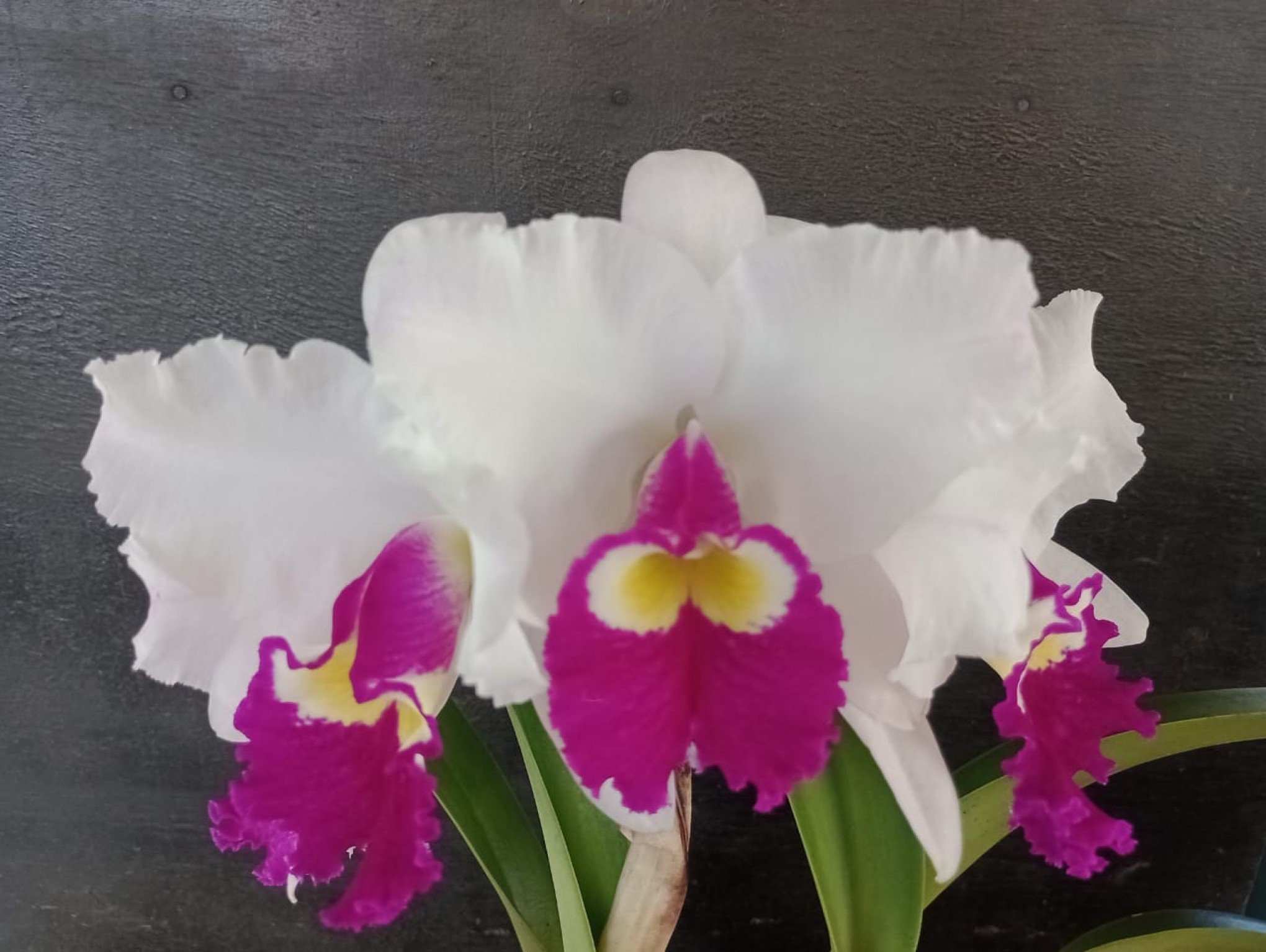 Tarde de Orquideoterapia reúne amantes das flores em São Leopoldo