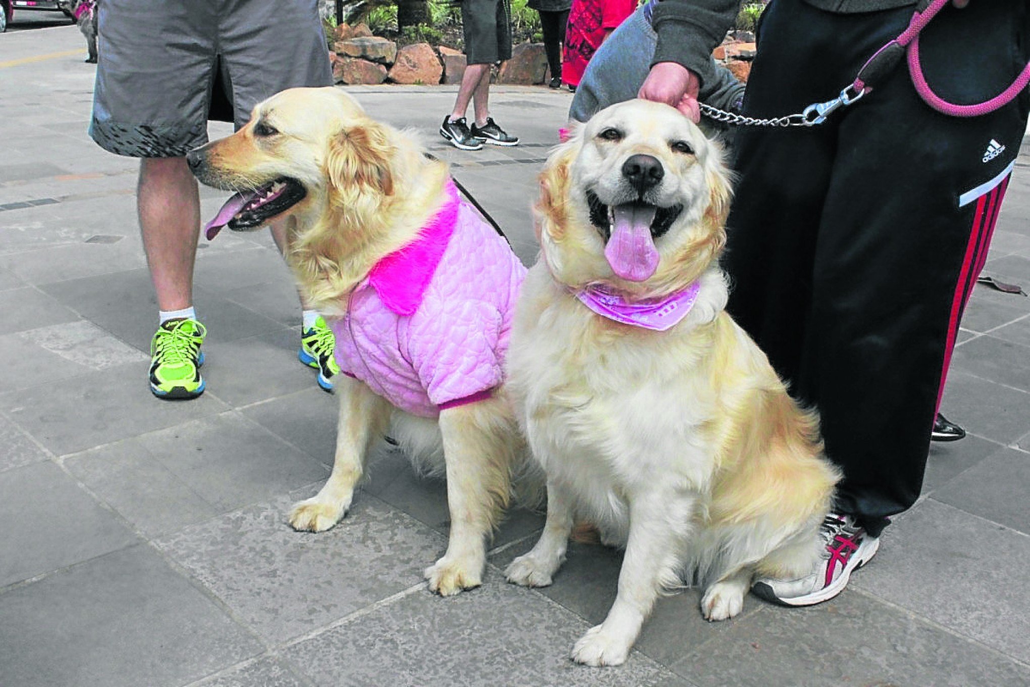 Cãominhada Frily é transferida para 30 de abril