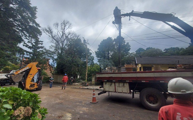 Equipes trabalham na remoção da árvore e conserto da fiação