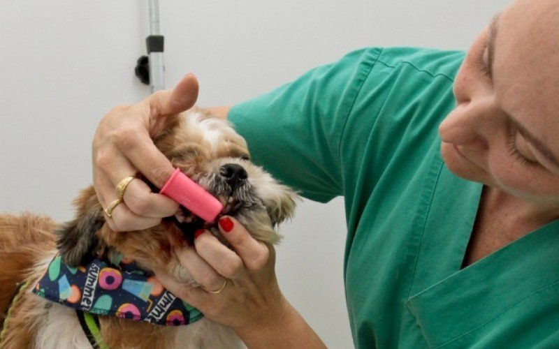 Entenda a importância de escovar os dentes dos cachorros todos os dias