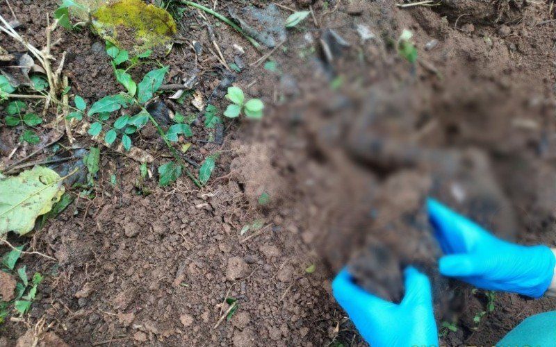 Cães mortos estavam enterrados em covas rasas em Parobé