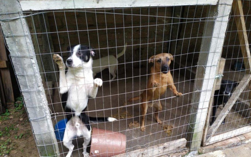 Cães são encontrados em situação de maus-tratos em Parobé