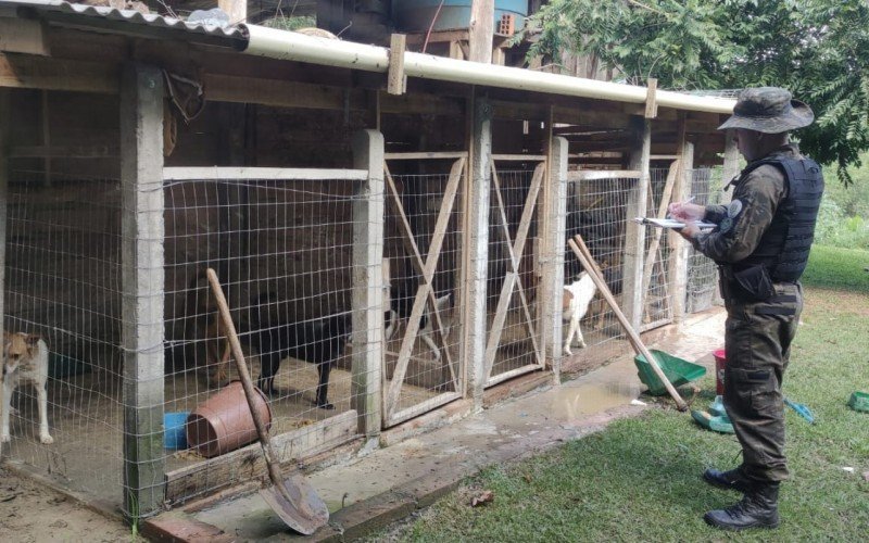Cães são encontrados em situação de maus-tratos em Parobé