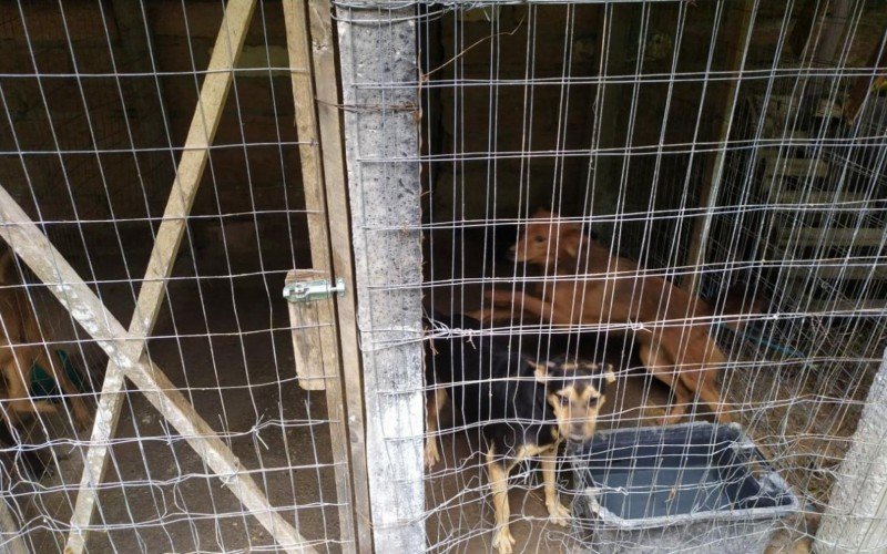 Cães são encontrados em situação de maus-tratos em Parobé